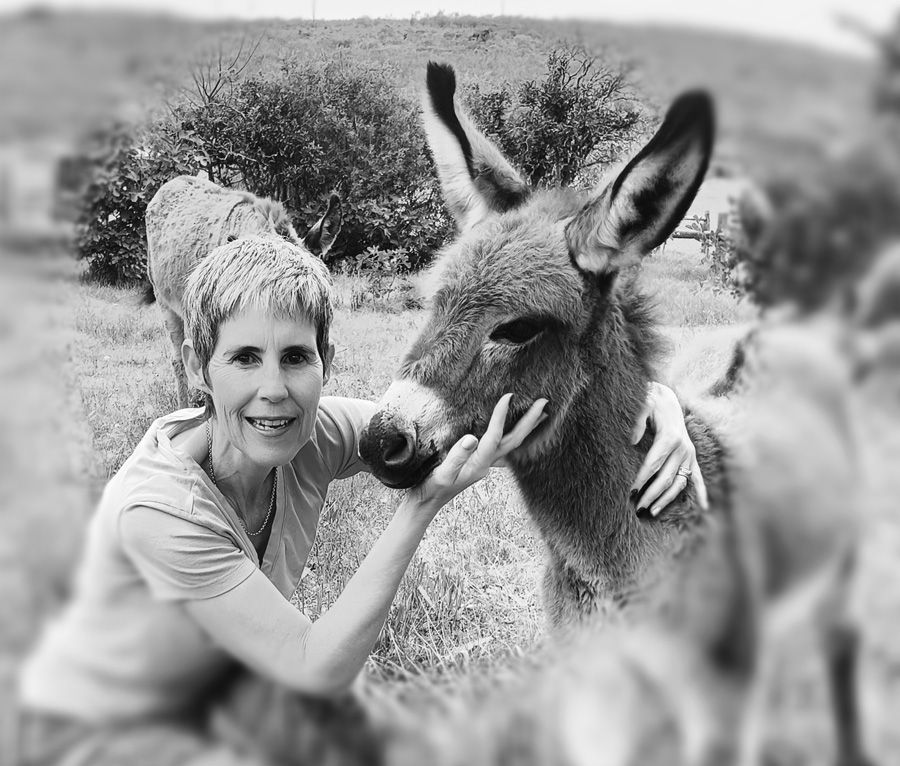 Nats And Donkeys